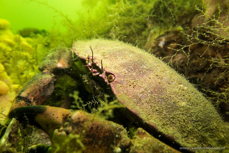 Noordzeekrab, Cancer pagurus, Scharendijke, Nederland, april 2014